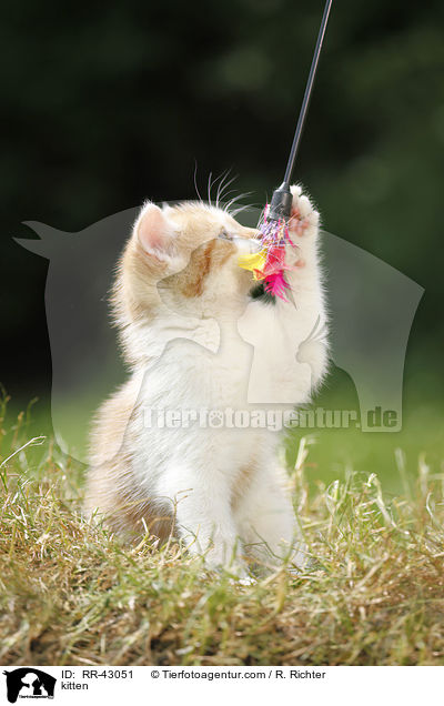 kitten / RR-43051