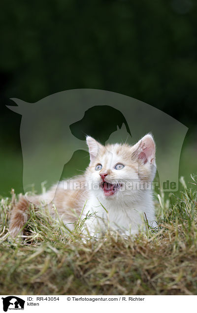 Europisch Kurzhaar Ktzchen / kitten / RR-43054