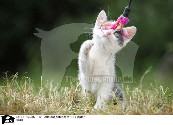kitten / RR-43055