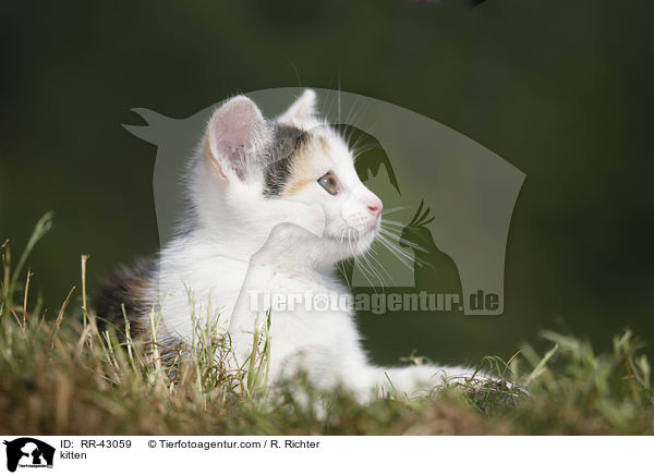 kitten / RR-43059