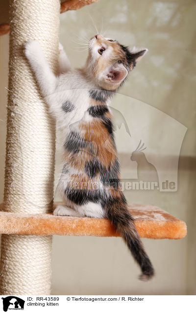 climbing kitten / RR-43589