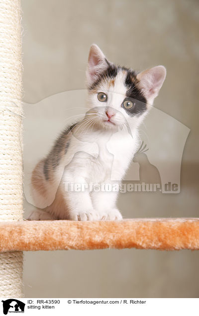 sitzendes Europisch Kurzhaar Ktzchen / sitting kitten / RR-43590