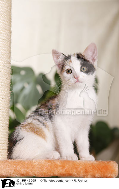 sitting kitten / RR-43595