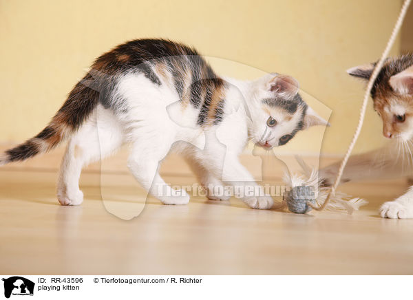 playing kitten / RR-43596