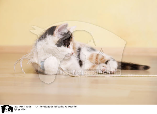 lying kitten / RR-43598