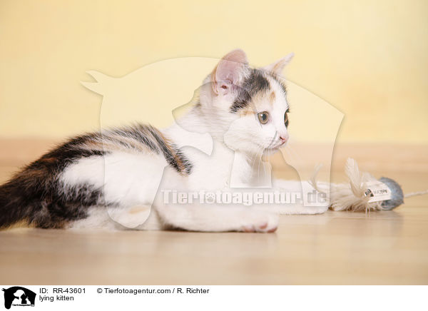 lying kitten / RR-43601