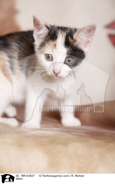 kitten / RR-43607