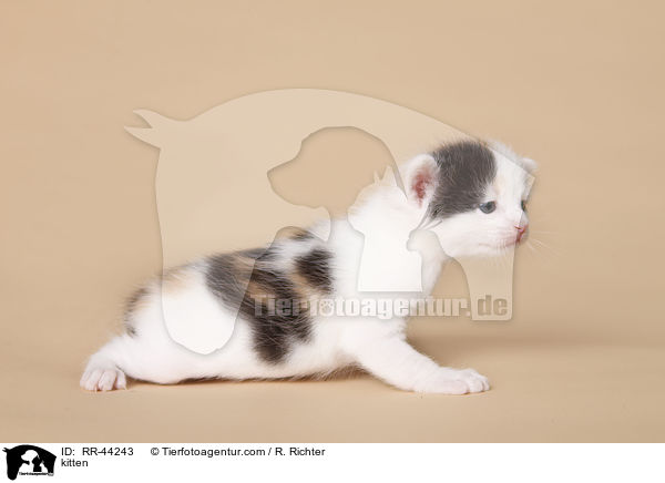 kitten / RR-44243