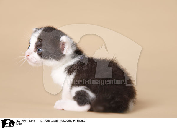 kitten / RR-44246