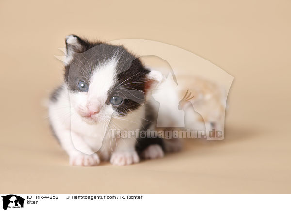 kitten / RR-44252