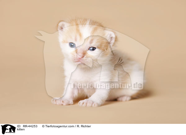 kitten / RR-44253