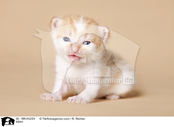 kitten / RR-44254