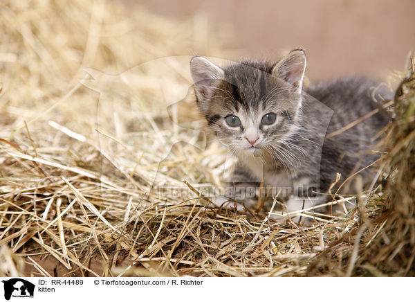 kitten / RR-44489