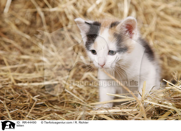 Europisch Kurzhaar Ktzchen / kitten / RR-44490
