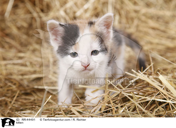 kitten / RR-44491