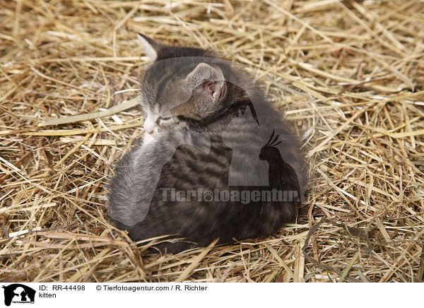 Europisch Kurzhaar Ktzchen / kitten / RR-44498