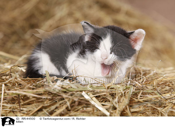 kitten / RR-44500
