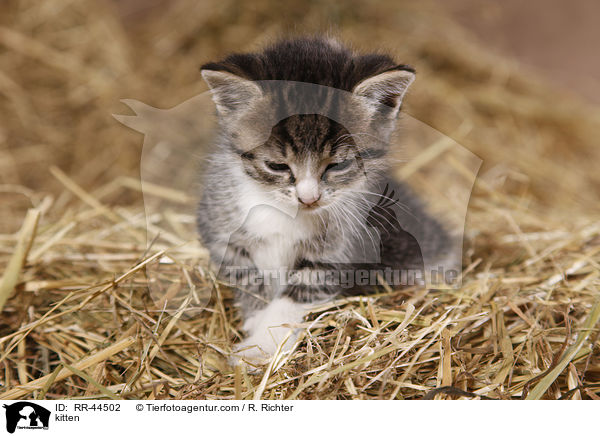 kitten / RR-44502