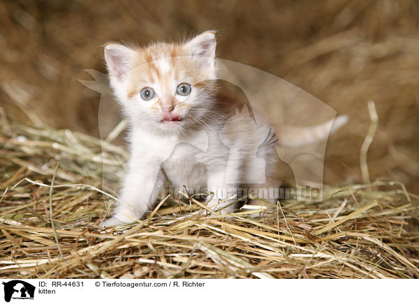 kitten / RR-44631
