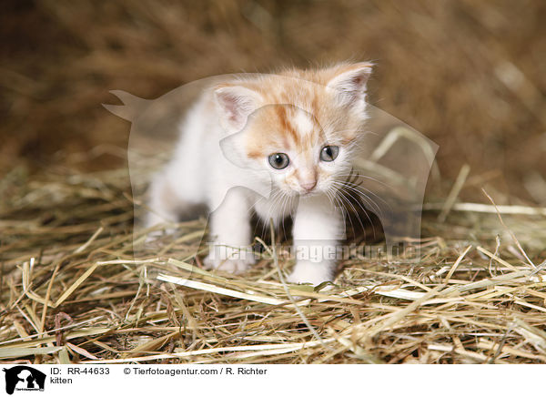 kitten / RR-44633