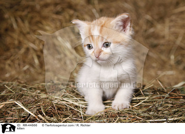 kitten / RR-44666
