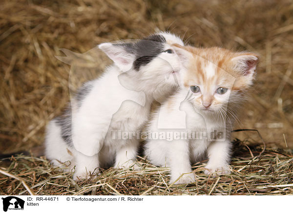 kitten / RR-44671