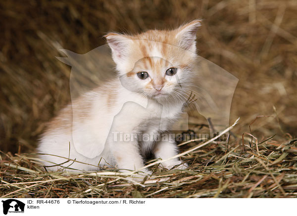 kitten / RR-44676