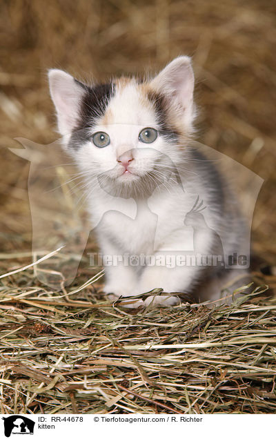 kitten / RR-44678