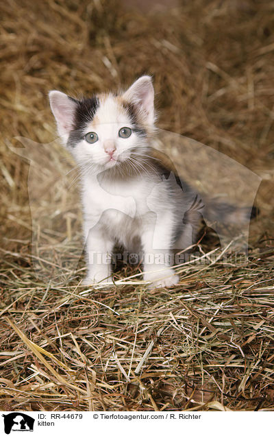 kitten / RR-44679