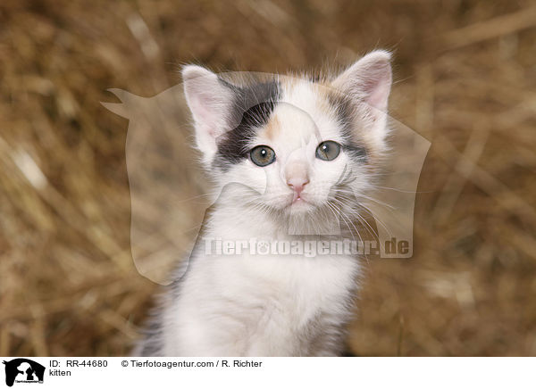 kitten / RR-44680