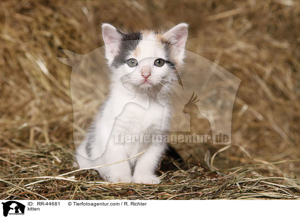 kitten / RR-44681