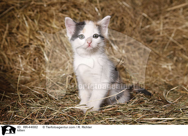 kitten / RR-44682