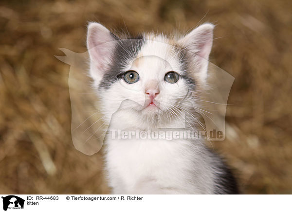 kitten / RR-44683