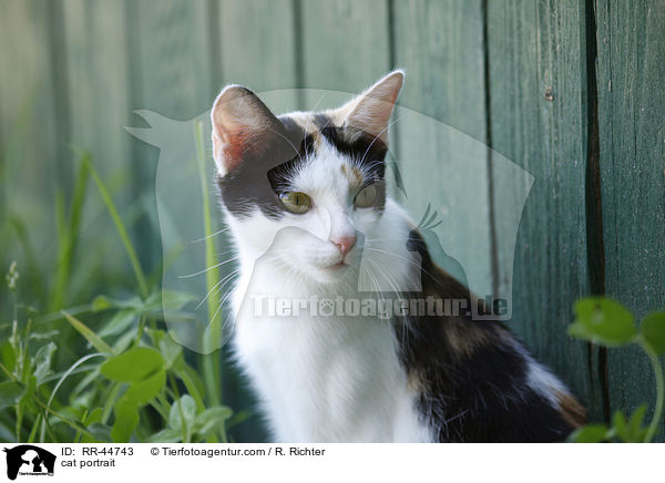 cat portrait / RR-44743