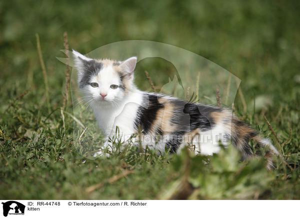 kitten / RR-44748