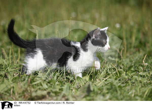 kitten / RR-44752