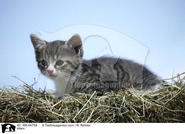 kitten / RR-44758