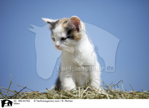 kitten / RR-44760