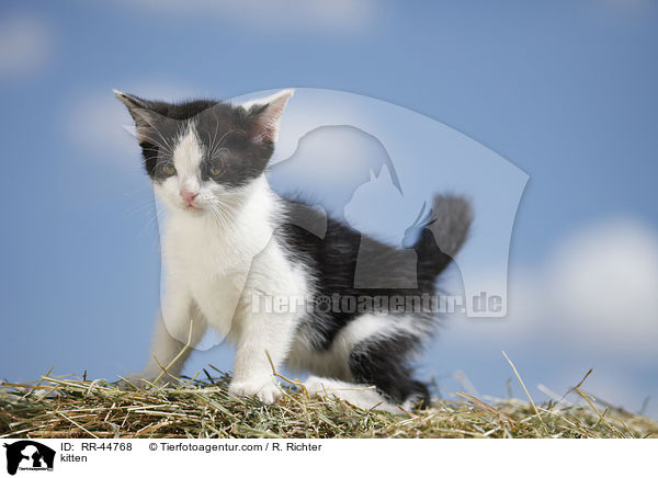 Europisch Kurzhaar Ktzchen / kitten / RR-44768