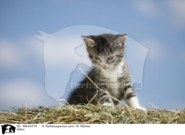 kitten / RR-44774