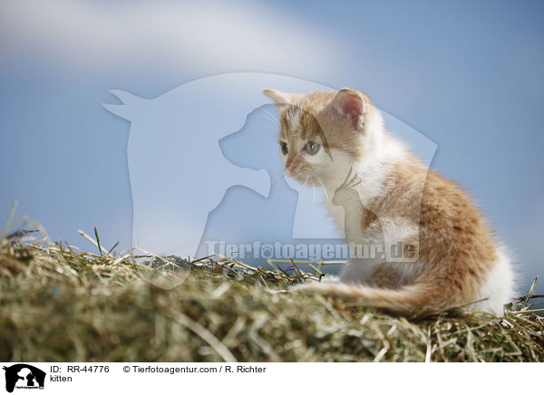 kitten / RR-44776