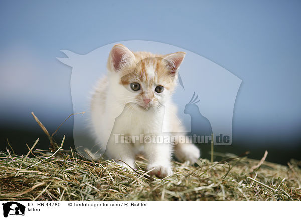 kitten / RR-44780