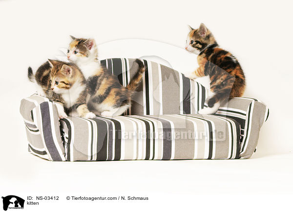 kitten / NS-03412