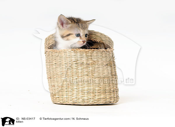 kitten / NS-03417