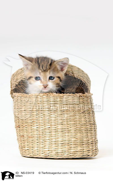 kitten / NS-03419