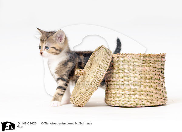 kitten / NS-03420