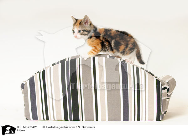 kitten / NS-03421