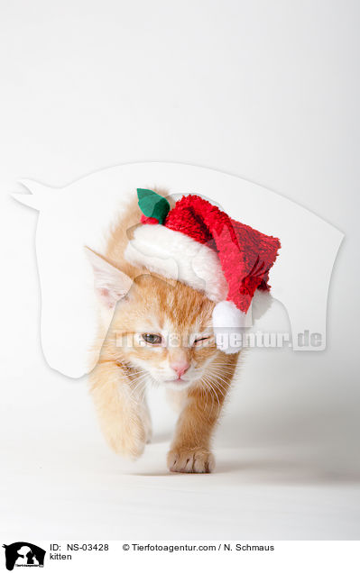 Europisch Kurzhaar Ktzchen / kitten / NS-03428
