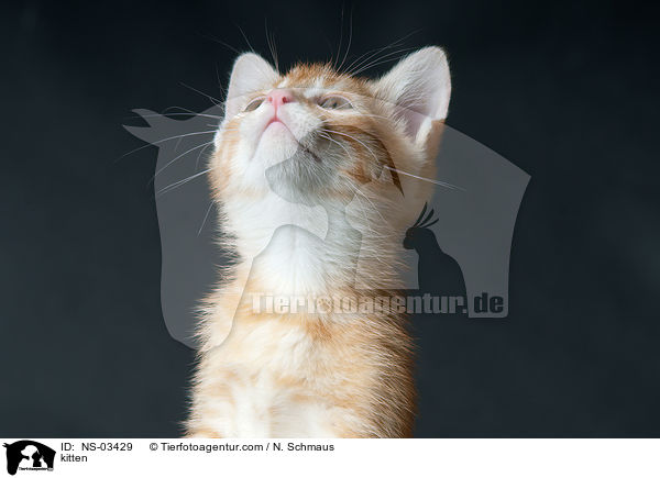 kitten / NS-03429