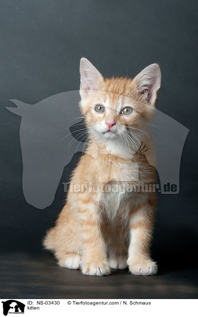 kitten / NS-03430